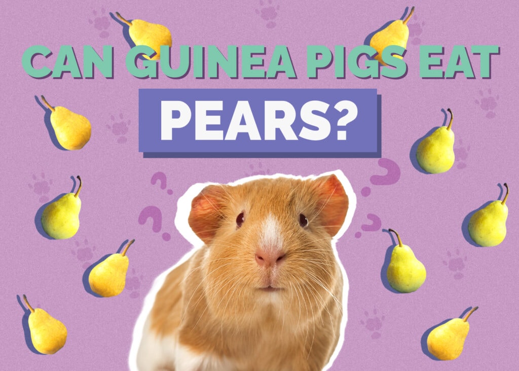 guinea-pig-pears
