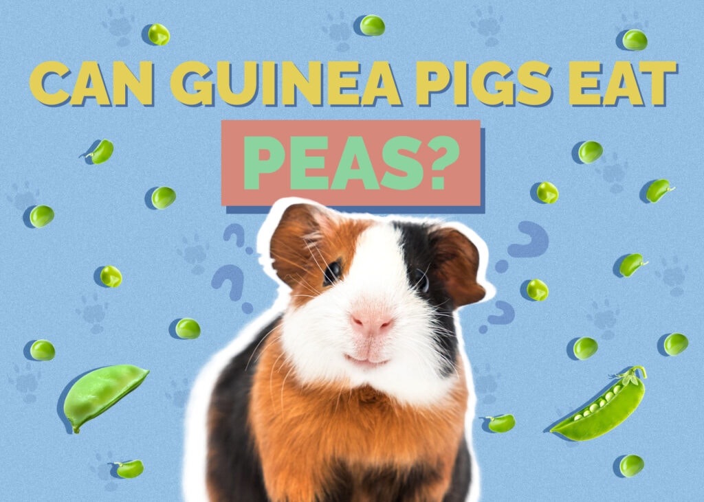 guinea-pig-peas