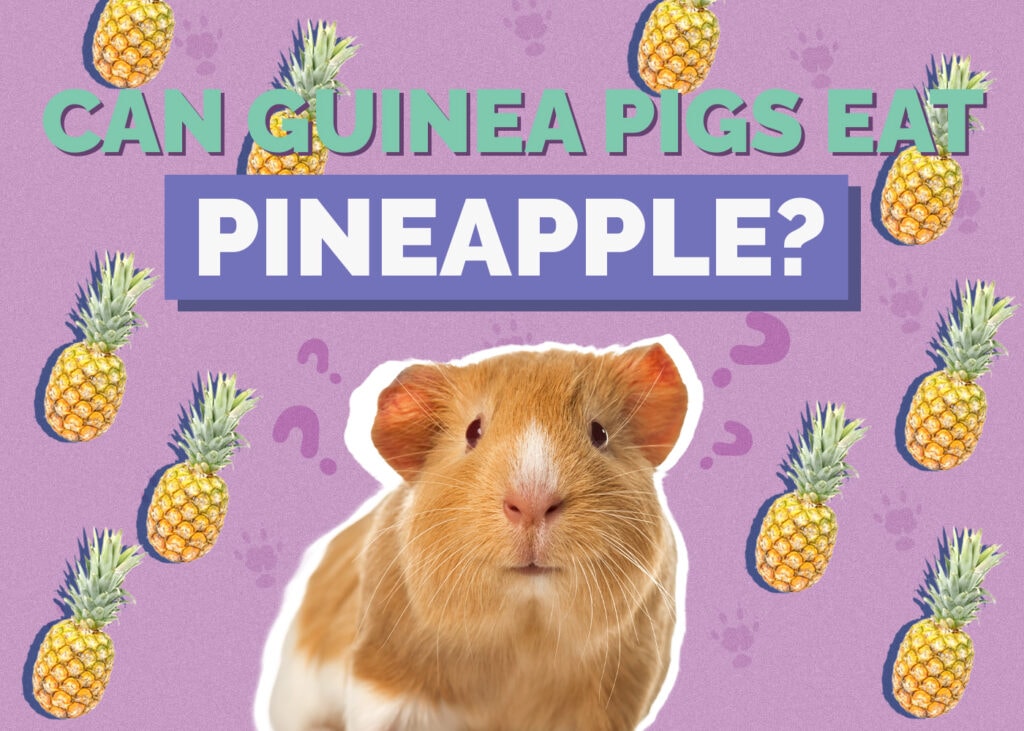guinea-pig-pineapple