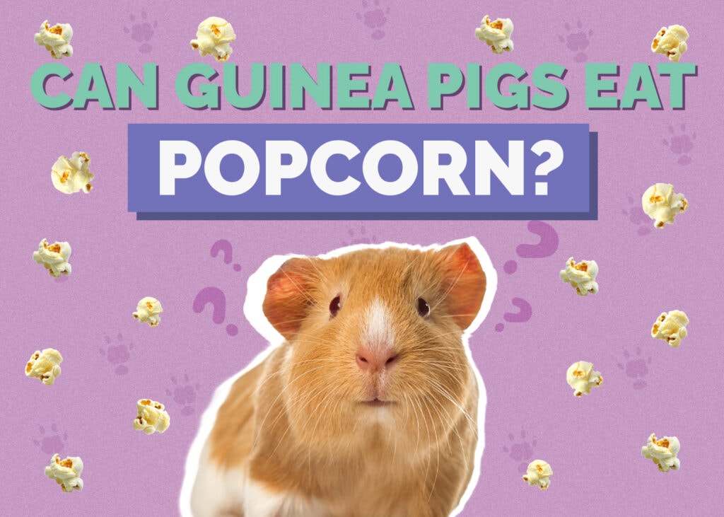 guinea-pig-popcorn