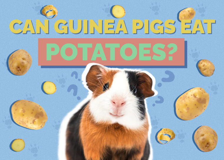 Can Guinea Pigs Eat Potatoes? Vet Reviewed Nutrition Facts and FAQ Hepper