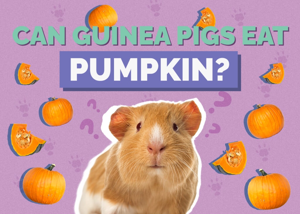 guinea-pig-pumpkin