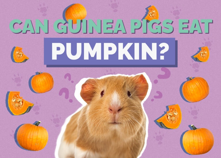 Can Guinea Pigs Eat Pumpkin? VetApproved Nutritional Science & Info
