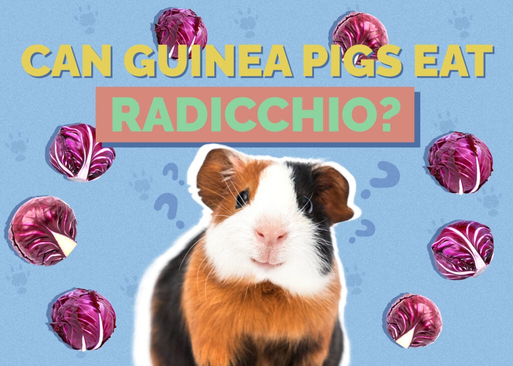 13 DIY Guinea Pig Hideout Ideas (With Pictures) | Hepper