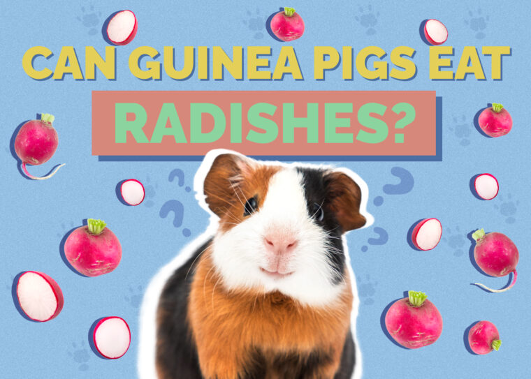 Can Guinea Pigs Eat Radishes? VetApproved Facts & FAQs Hepper