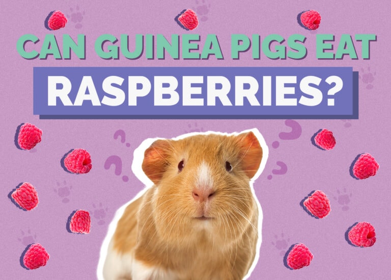 Can Guinea Pigs Eat Raspberries? VetReviewed Facts & FAQ Hepper