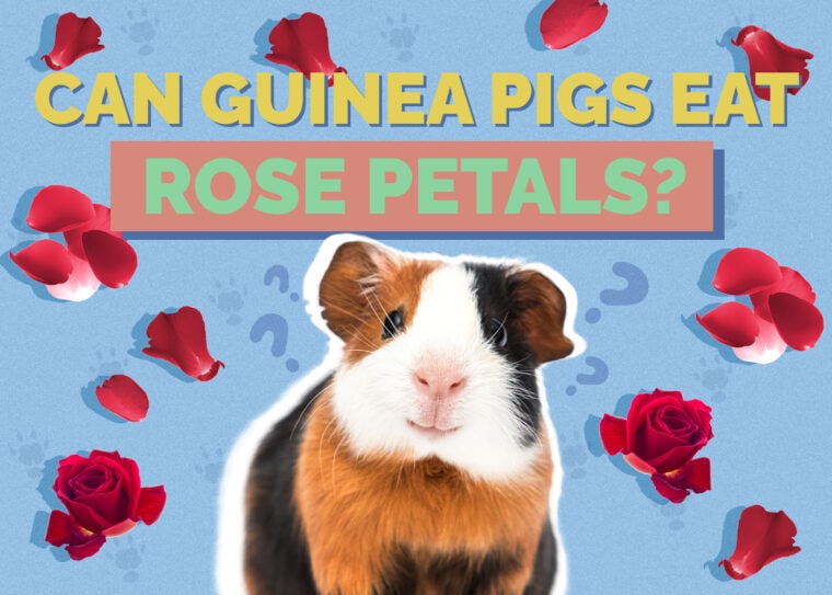 Can Guinea Pigs Eat Rose Petals? VetApproved Nutrition Facts Hepper