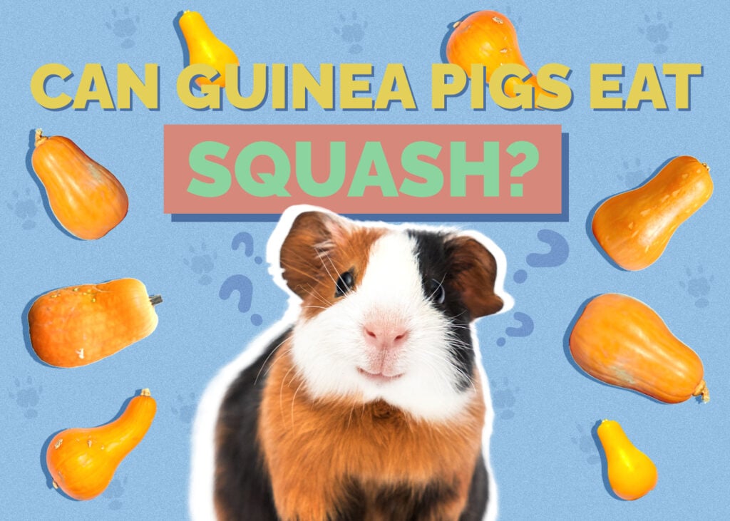 guinea-pig-squash