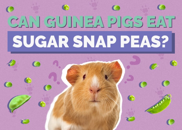 Captivating Can Guinea Pigs Eat Sugar Snaps Background Illustration Captivating Can Guinea Pigs Eat Sugar Snaps Background Illustration