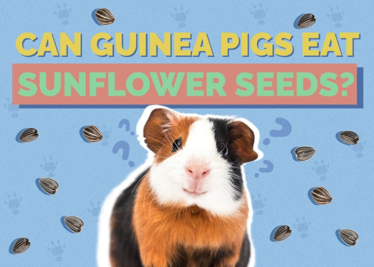 Can Guinea Pigs Eat Sunflower Seeds? VetReviewed Nutrition Facts & FAQ Hepper