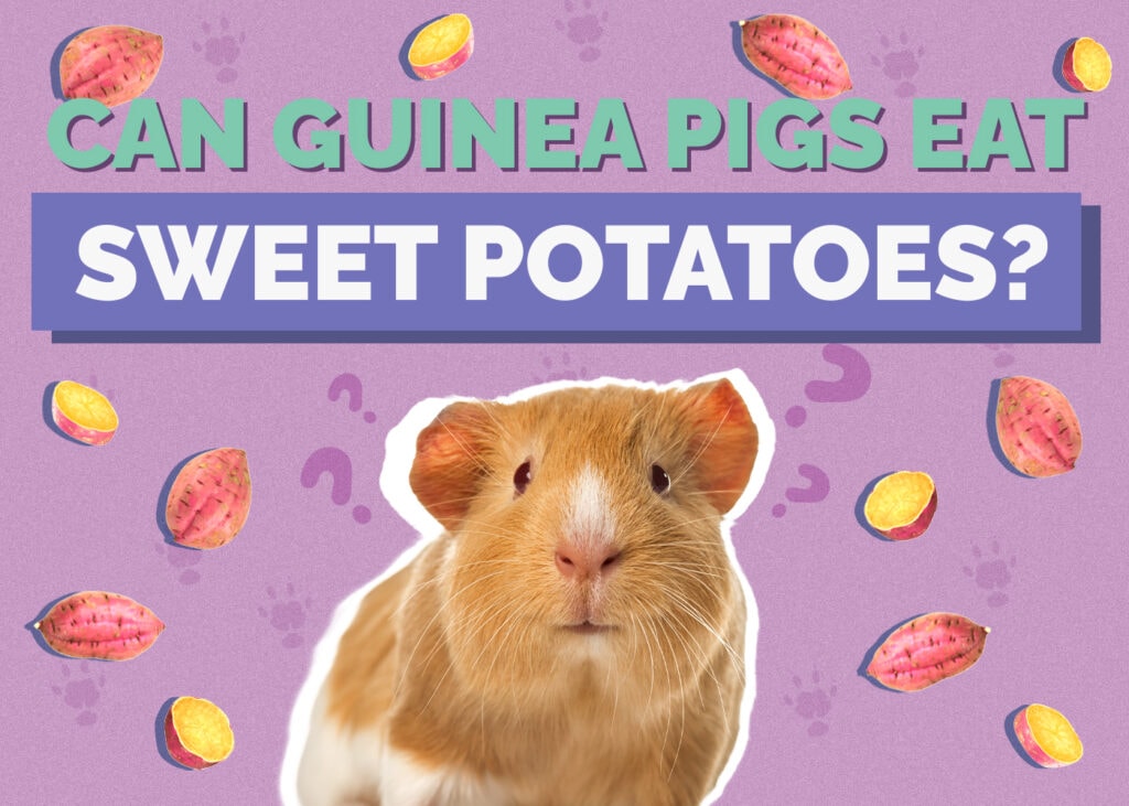 guinea-pig-sweet-potatoes