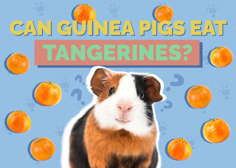 Can Guinea Pigs Eat Tangerines? Vet Approved Nutrition Facts & FAQ Hepper