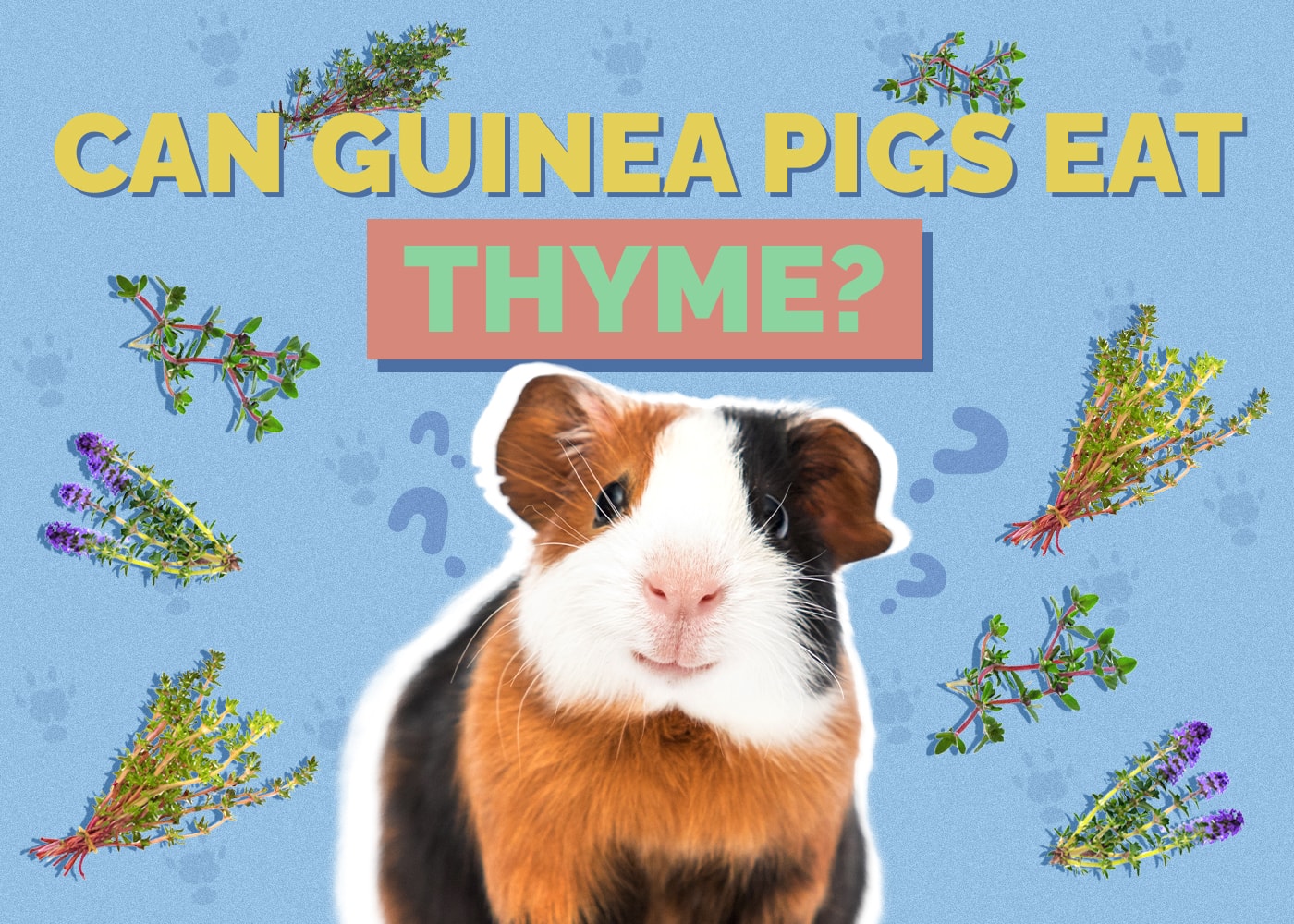 Can Guinea Pigs Eat Thyme? VetReviewed Nutrition Facts Hepper