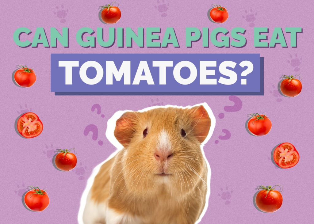 guinea-pig-tomatoes