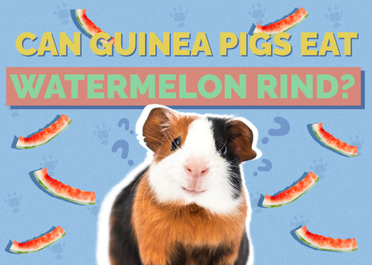 Can Guinea Pigs Eat Watermelon Rind? VetApproved Risks & Benefits Hepper