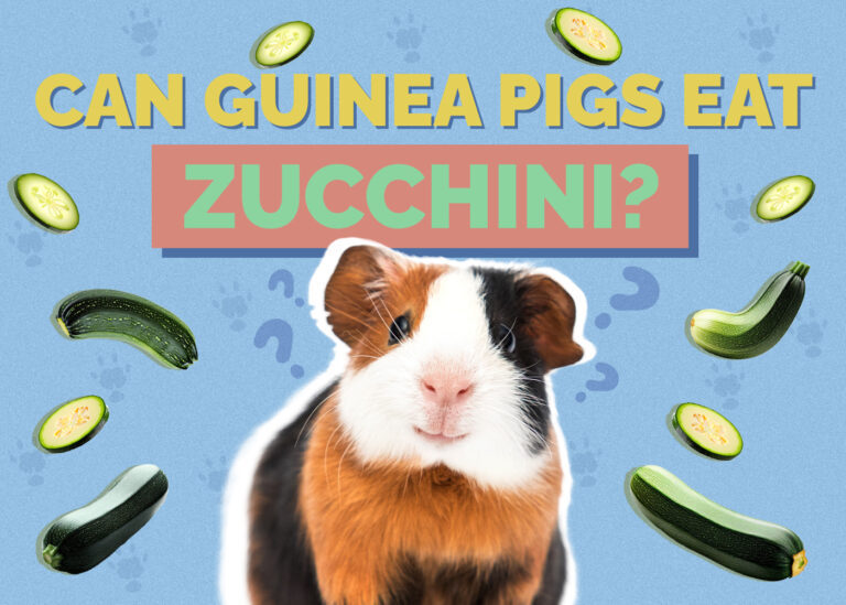 Can Guinea Pigs Eat Zucchini? VetReviewed Nutrition & Diet Facts Hepper
