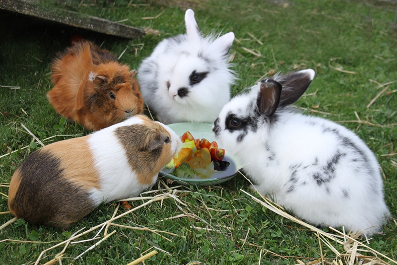 Can Rabbits Eat Guinea Pig Food Vet Reviewed Safety Facts Hepper