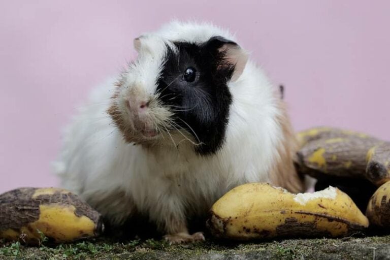 Can Guinea Pigs Eat Banana Peels? VetApproved Nutritional Science & Info Hepper