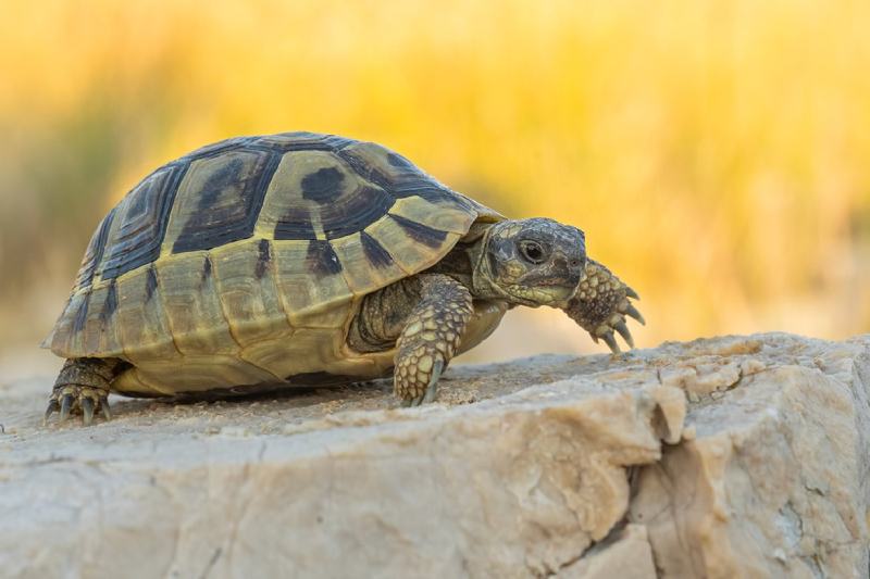 hermann's tortoise walking on the rock