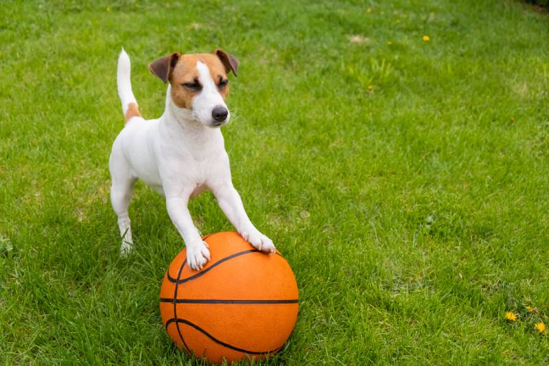 jack russell terrier dog with a basketball ball on a green lawn