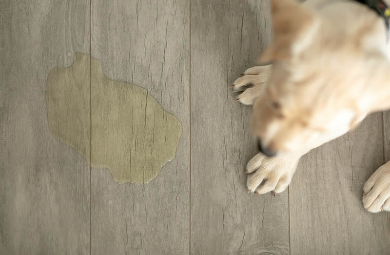 labrador puppy beside a yellow puddle of dog urine on the floor