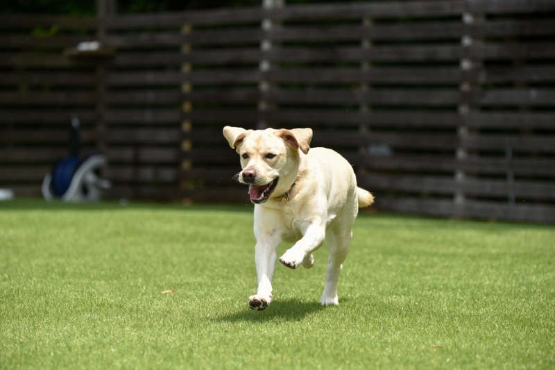 labrador retriever dog playing at an indoor park