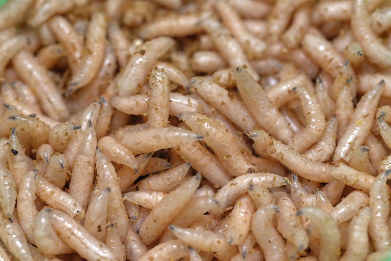 Can Bearded Dragons Eat Maggots Vet Reviewed Nutrition Facts Hepper