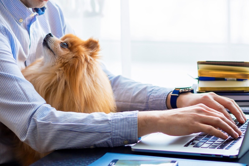 man working on his laptop with dog on his lap