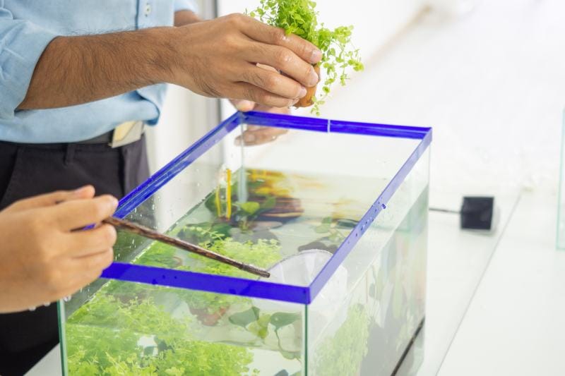 man's hand put plant into fish tank