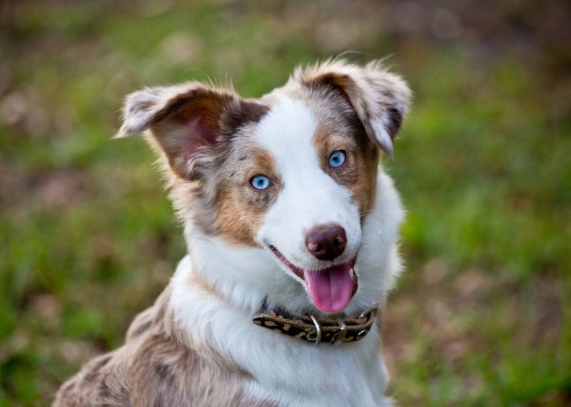merle australian shepherd dog with blue eyes