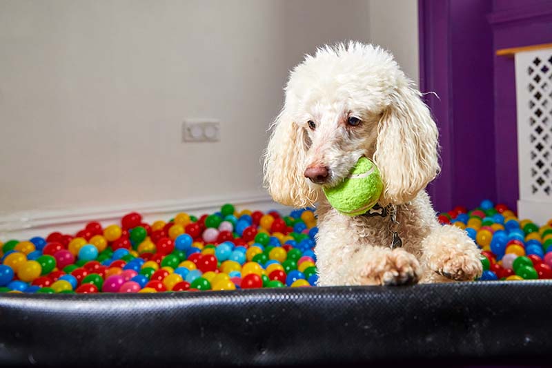 miniature dog poodle in a colorful ball pool