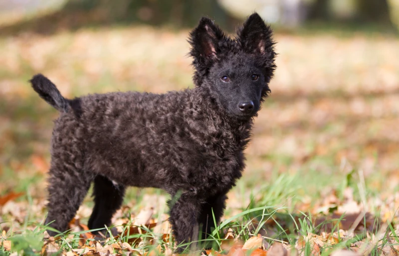 mudi dog outdoors in autumn