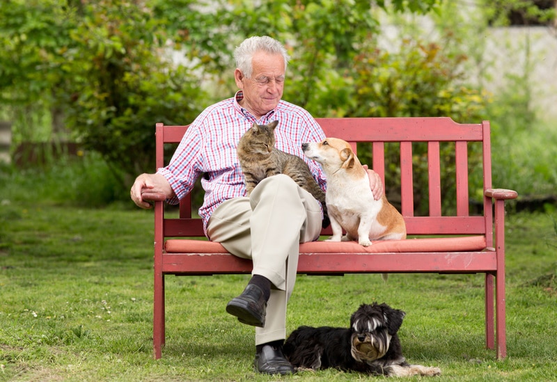 oldman with cat and dogs