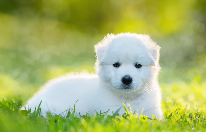 one and half month old samoyed labrador mixed breed puppy dog lying on grass