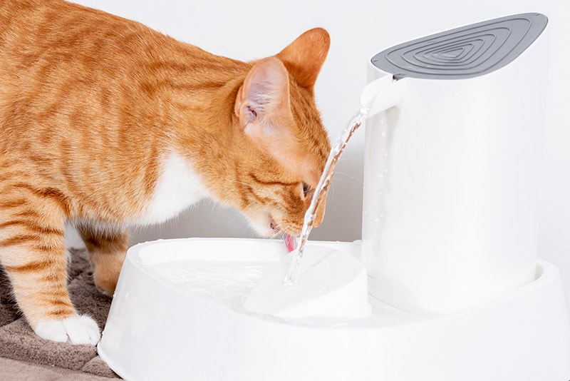 orange cat drinking water from the fountain