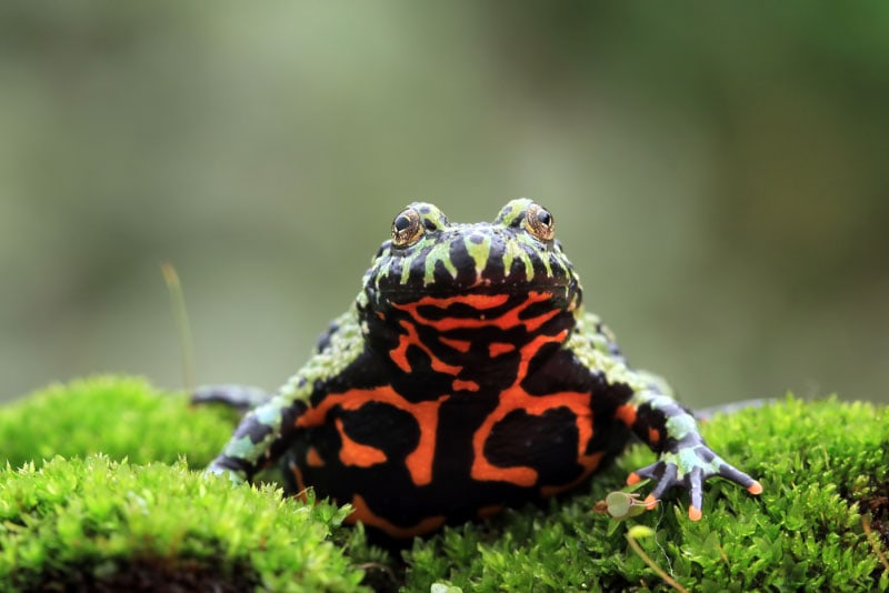 oriental fire bellied toad on moss