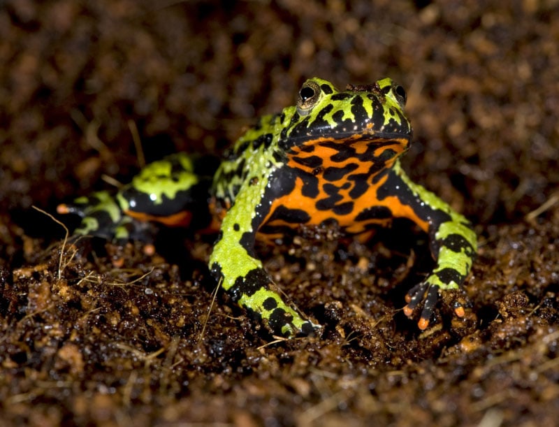 oriental fire bellied toad on the substrate