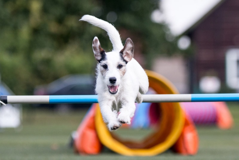 parson russel terrier dog in agility training at the park