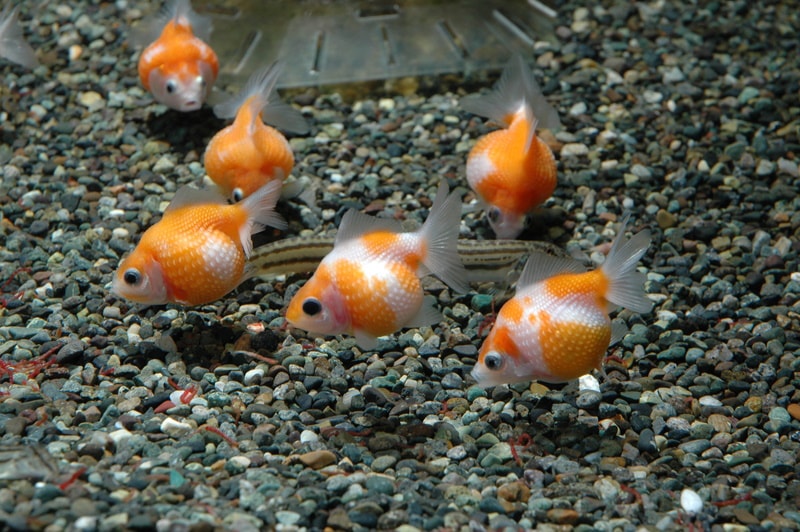 pearlscale goldfish