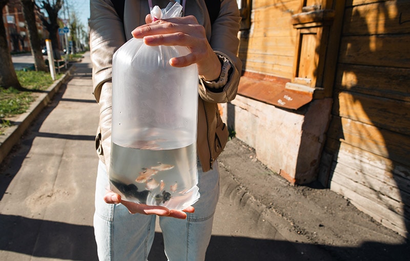 person showing a plastic bag of fishes