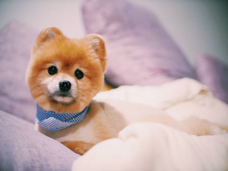 White Pomeranian Teddy Bear Cut