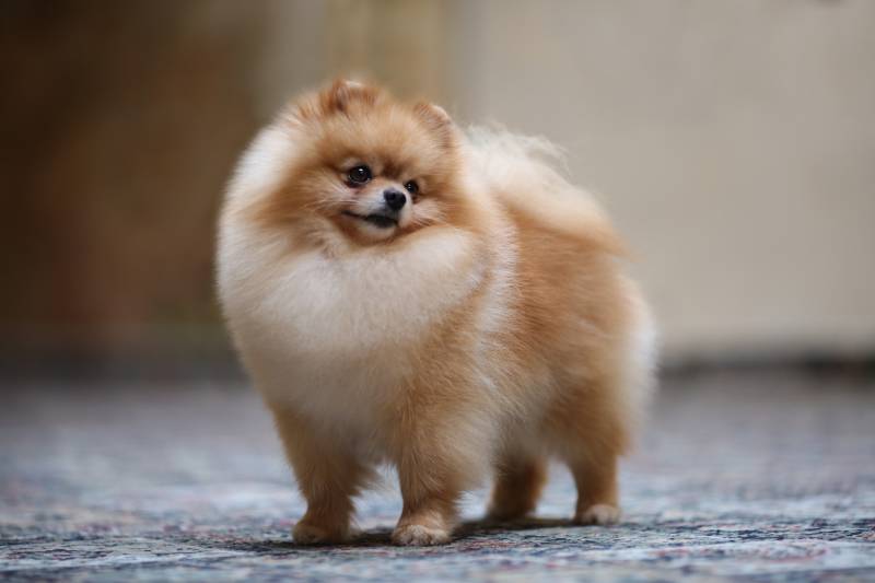 portrait of pomeranian dog standing