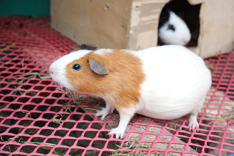 Pregnant Guinea pig inside the enclosure