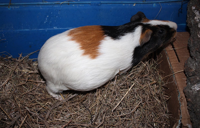 pregnant guinea pig nesting inside the cage