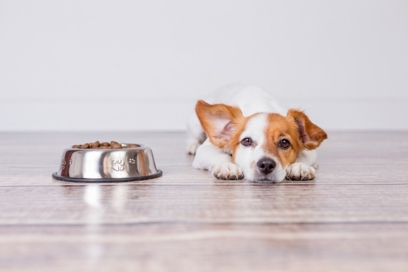 puppy lying beside the feeding bowl and not eating