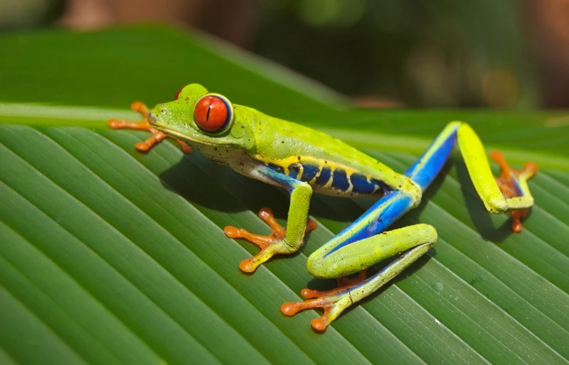 red-eyed tree frog on a leaf