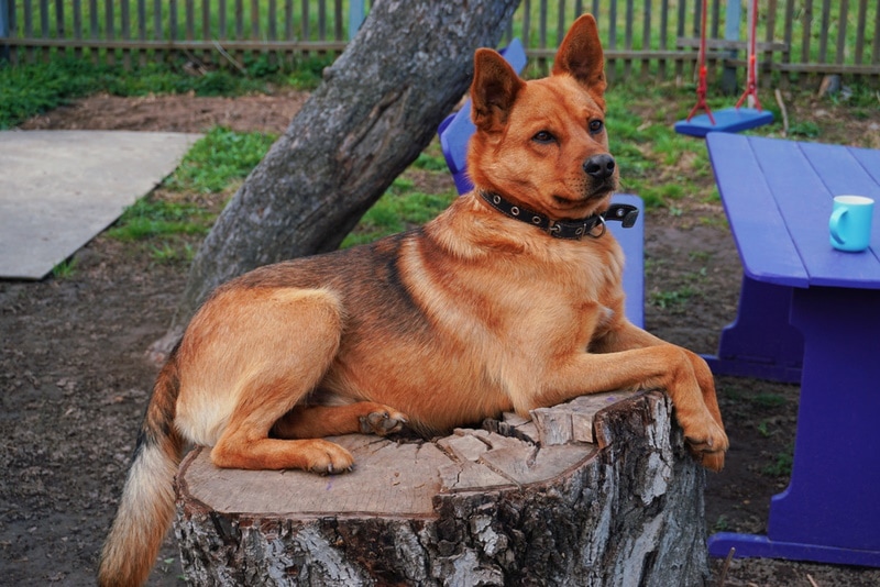 red german shepherd sitting