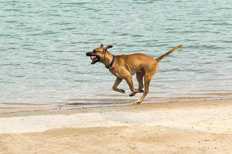 Rhodesian Doberman mix dog running at the beach