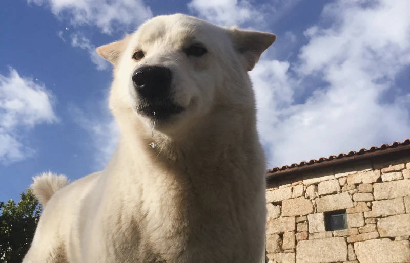 samoyed labrador mixed breed dog outdoors