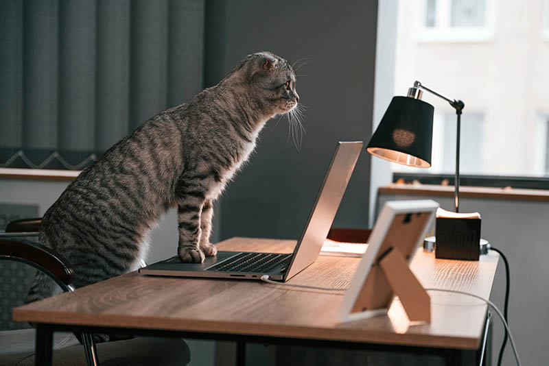scottish fold cat standing on a laptop in the table